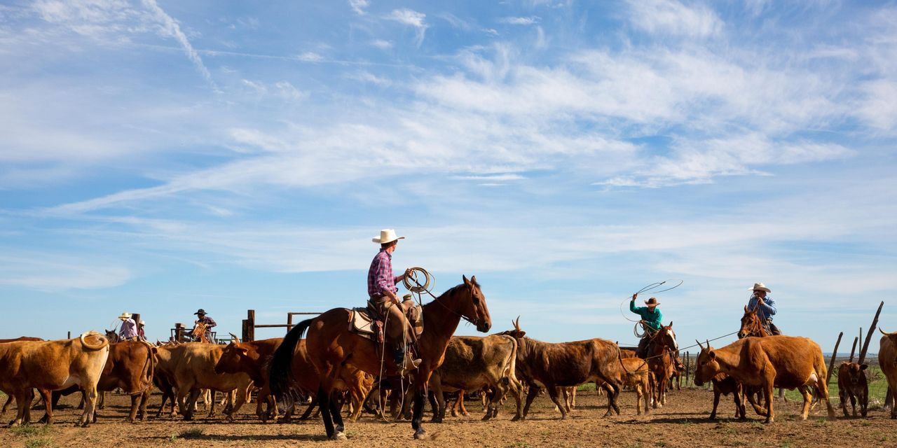 Skip the Dude Ranch. A Hands-On Vacation at These Working Ranches Is Far More Authentic and Gratifying.