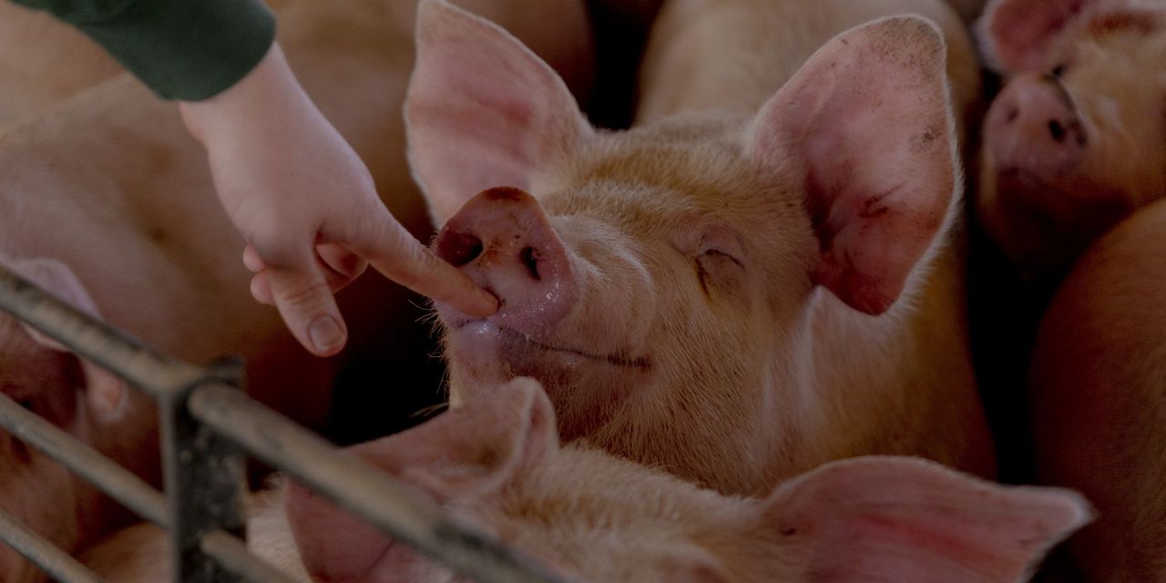 U.S. Hog Prices Sink as China Rebuilds Herd