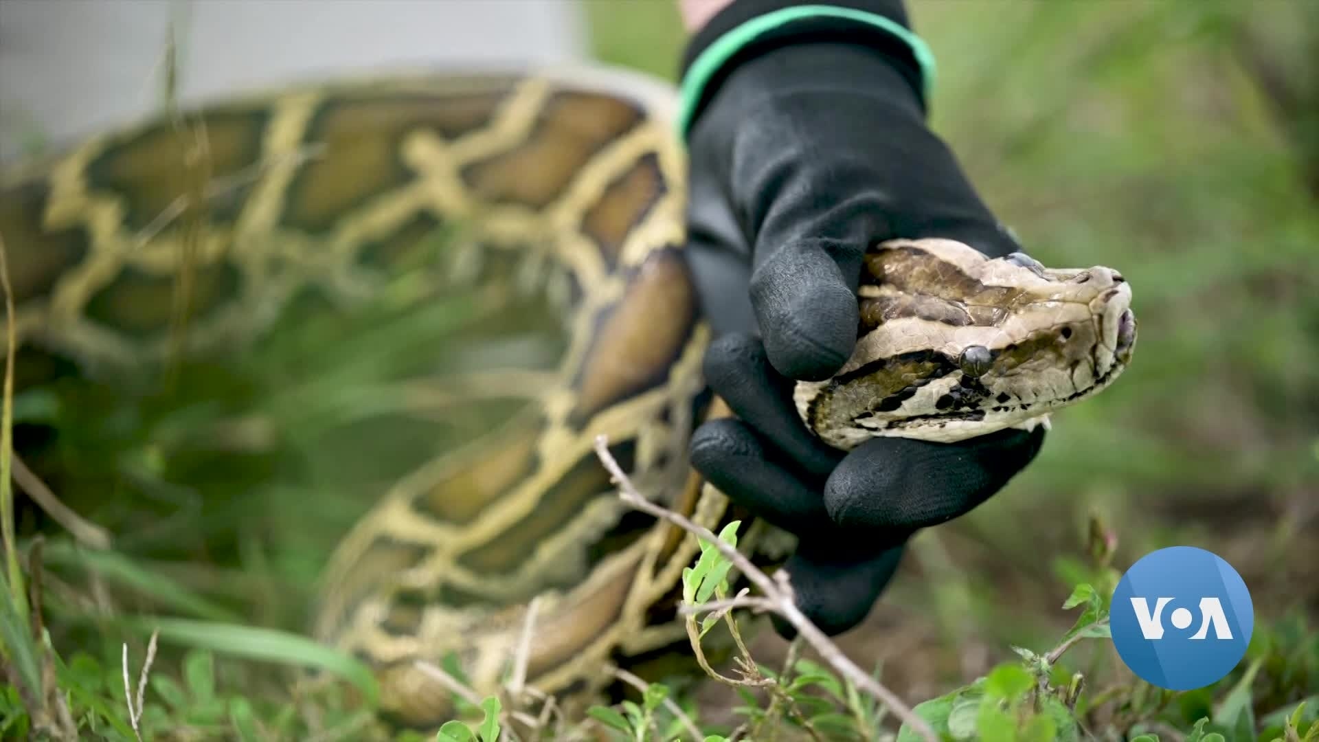 Florida Governor Announces Start of Python Challenge | Voice of America