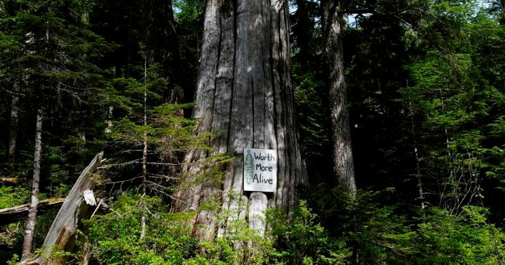 RCMP make 8 more arrests at Vancouver Island old-growth logging blockades