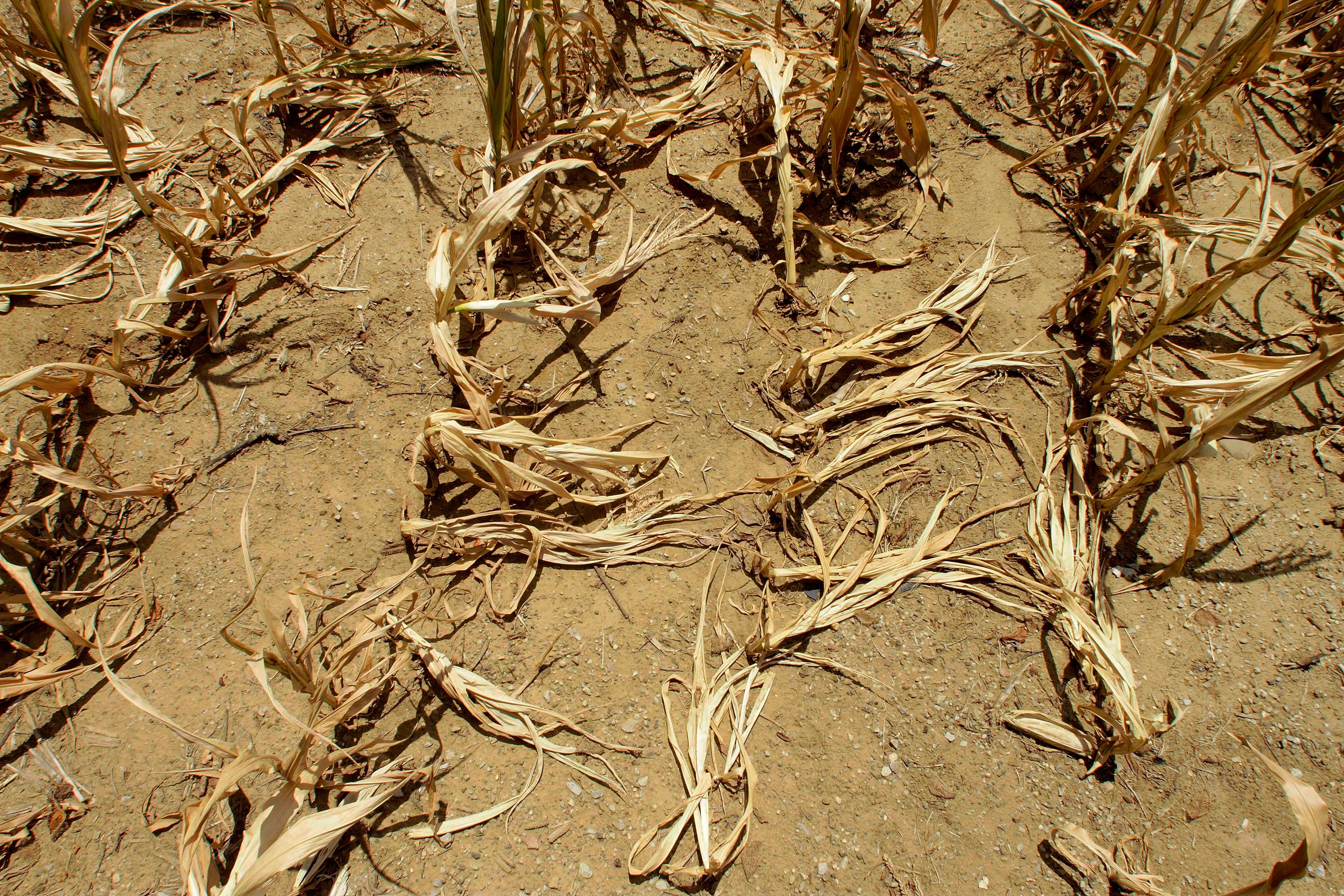 Climate-Related Drought Disasters Threaten Development, UN Warns | Voice of America