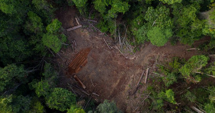 Brazil to redeploy military to Amazon in effort to curb increased deforestation – National