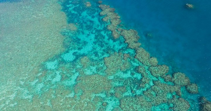 UN says Great Barrier Reef should be added to ‘in danger’ list, angering Australia – National