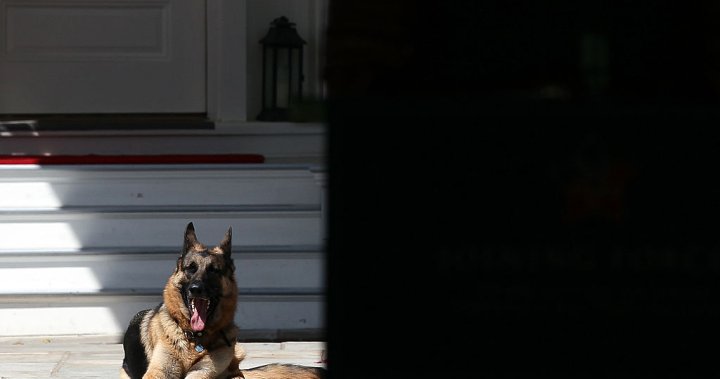 ‘Cherished companion’: Biden announces death of family dog, Champ – National