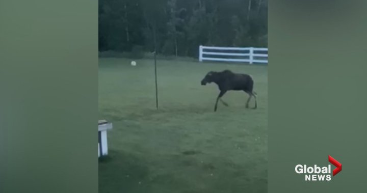 Caught on camera: This B.C. moose loves playing tetherball