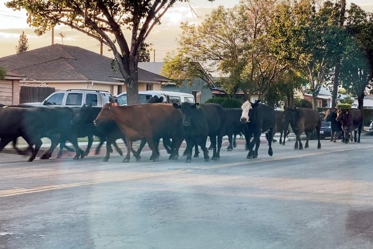 Cow that escaped US slaughterhouse wins pardon thanks to songwriter Diane Warren, Entertainment News & Top Stories