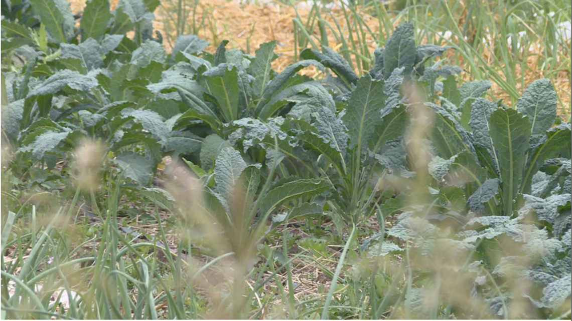 Agriculture laws could impact Colorado field workers