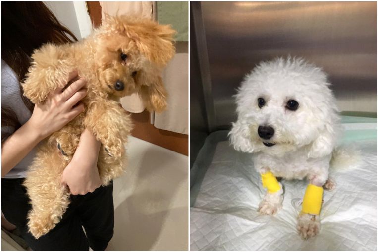 Ask The Vet: Poodle problems of playful nipping and paw-licking, Home & Design News & Top Stories