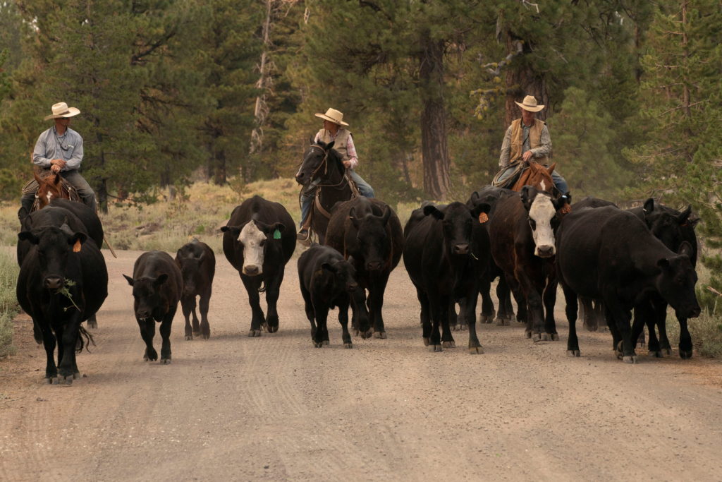 As drought cuts hay crop, cattle ranchers face culling herds