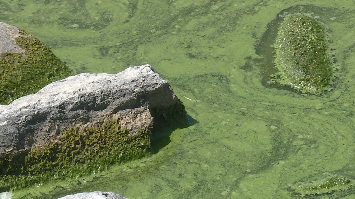 Blue-green algae danger closes down Sloan’s Lake