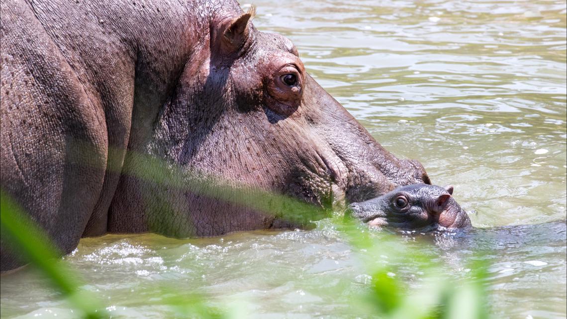 Baby hippo born at Colorado’s Cheyenne Mountain Zoo