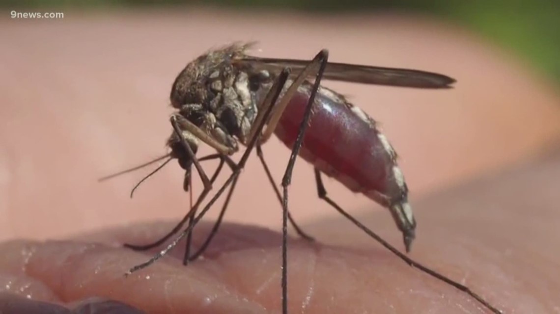 Detectan virus del Nilo Occidental en mosquitos de Colorado