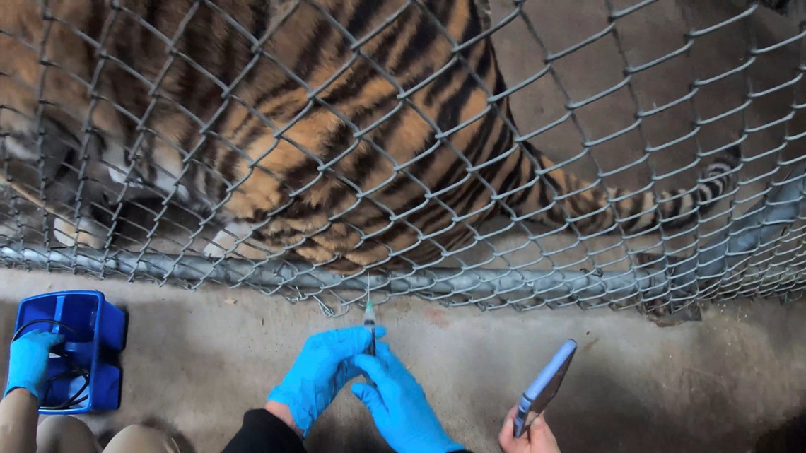 Oakland Zoo administers experimental COVID vaccine to animals