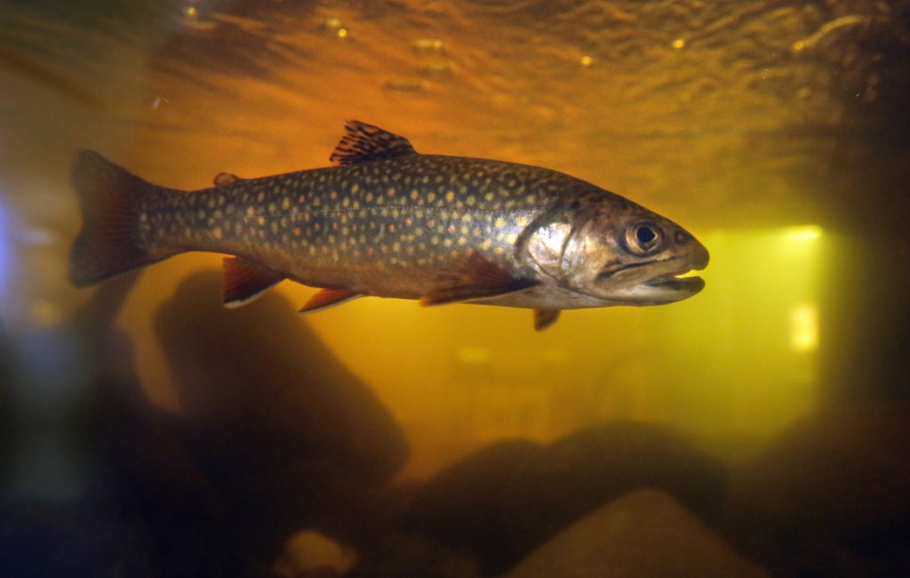 Groups urge state to protect last wild Atlantic salmon in US