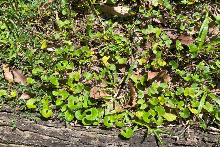 Root Awakening: Indian Pennywort is a medicinal herb, jackfruit plant must grow into a tree before fruiting, Home & Design News & Top Stories