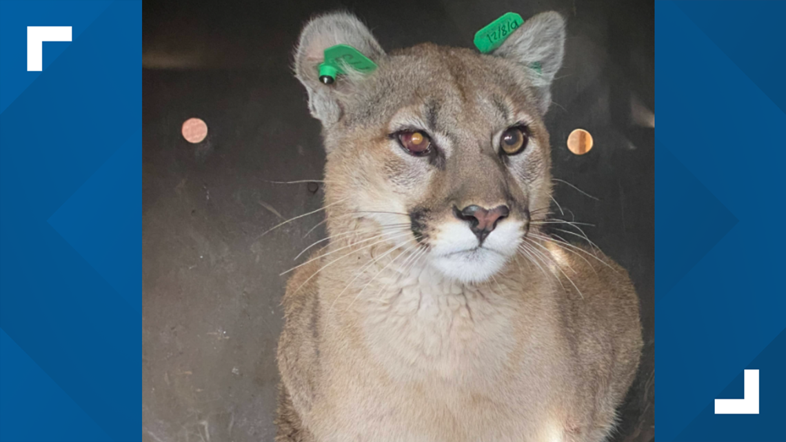 Mountain lion found under deck of home in Englewood, Colorado