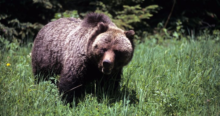 Woman dragged out of tent, killed by grizzly bear in Montana – National