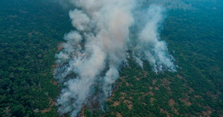 Brazil’s Amazon rainforest sees deforestation rise for 4th straight month – National