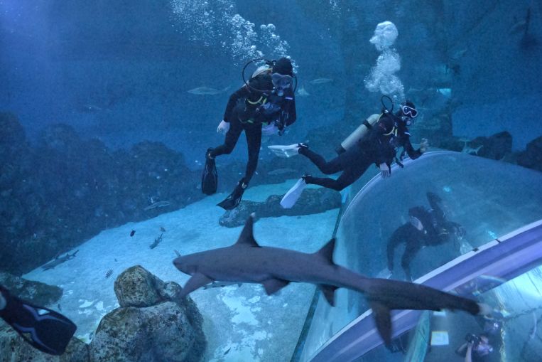 Dive with over a hundred sharks at S.E.A Aquarium, Travel News & Top Stories