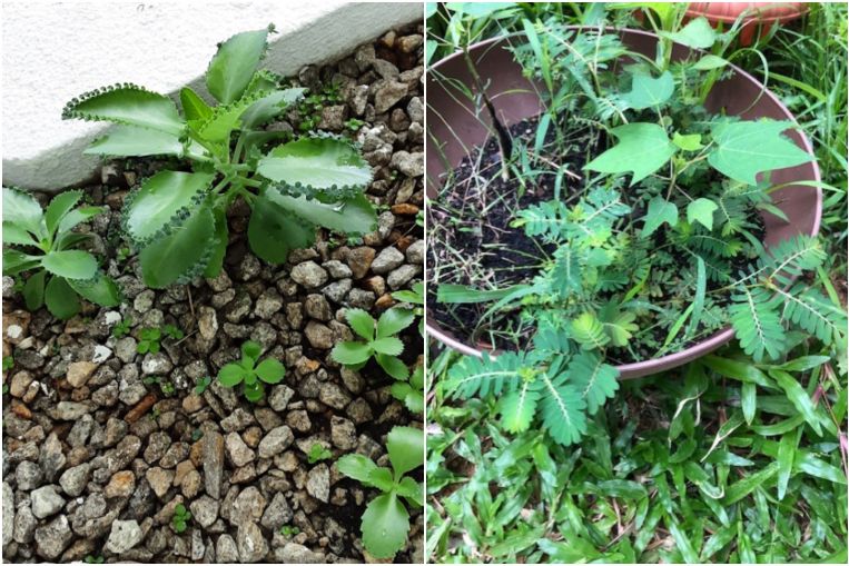 Root Awakening: Mother of Thousands, Giant Milkweed, Black Face General, Home & Design News & Top Stories