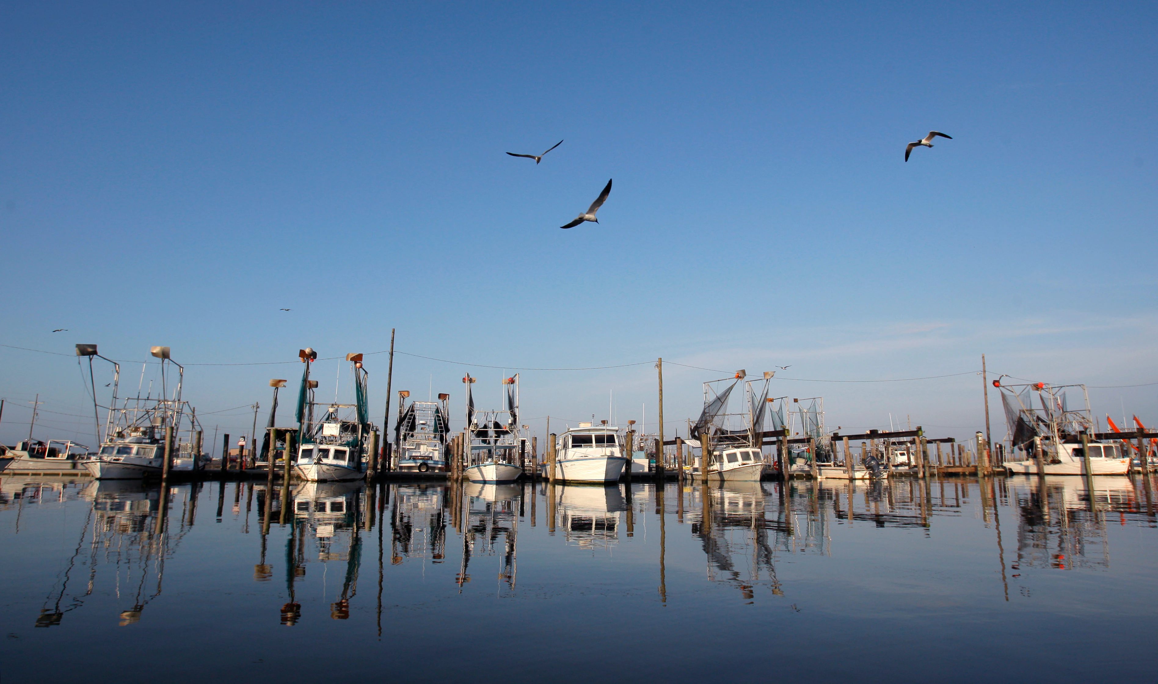 Gulf of Mexico’s ‘Dead Zone’ Larger Than Predicted, According to New NOAA Study | Voice of America