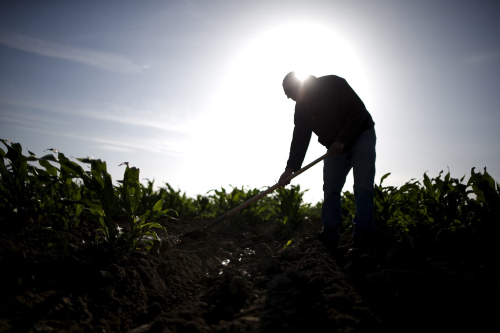 Farmworkers are dying in extreme heat. Few standards exist to protect them