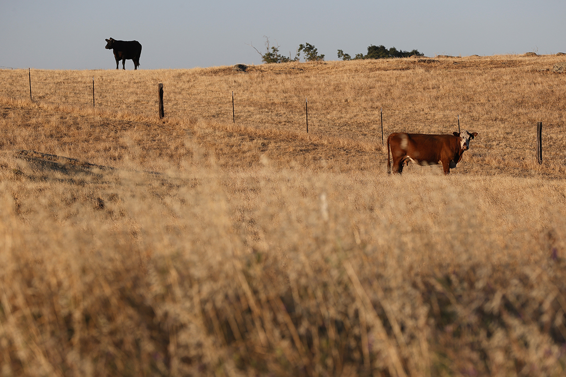 Tennessee won’t incentivize Covid shots — but pays to vax cows