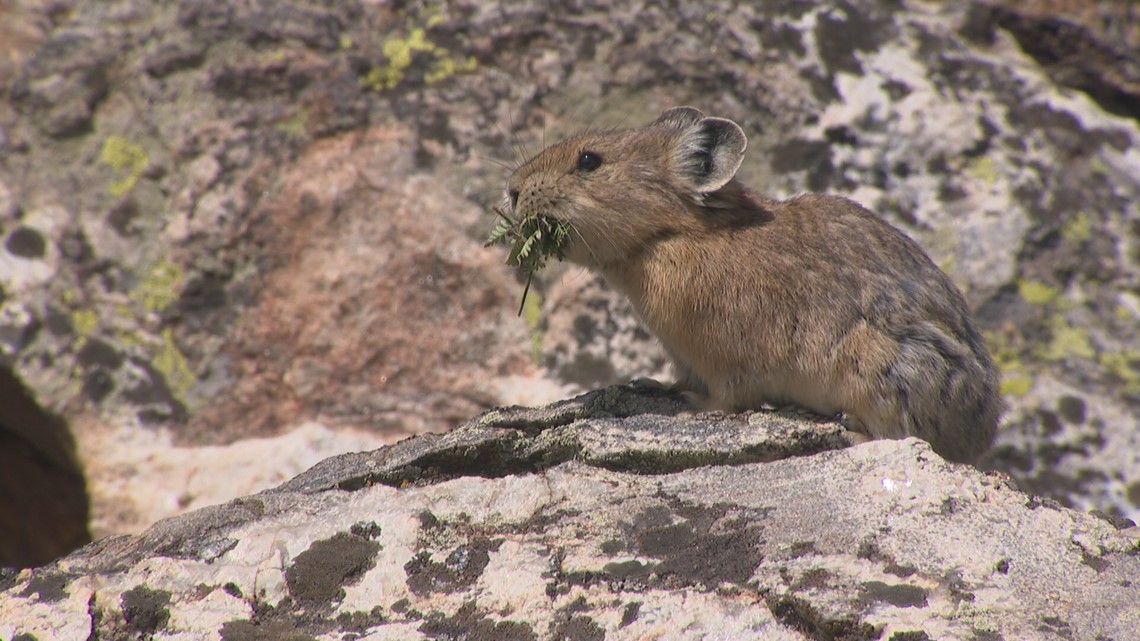 Could pikas disappear from Colorado forever?