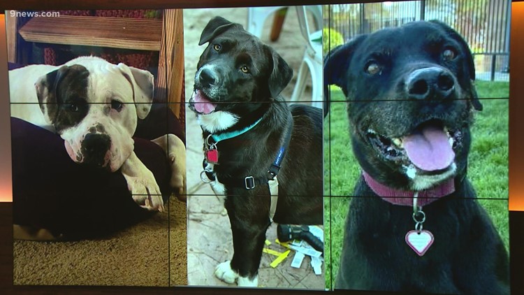 WATCH: Helping celebrate shelter dogs for DOGust 1st
