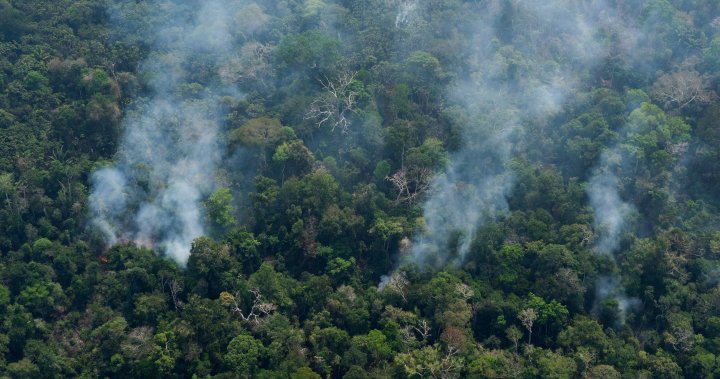 Brazil forest fire season begins with concerns of mass destruction – National