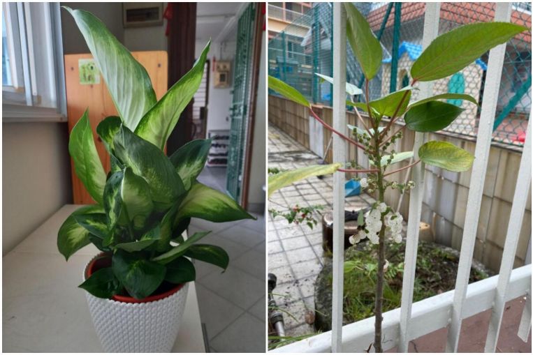 Root Awakening: Dumbcane, moth orchid, butterfly host plant and more, Home & Design News & Top Stories