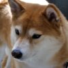 Shiba Inu Coin Price Jumps, Could Overtake Meme Cryptocurrency Dogecoin