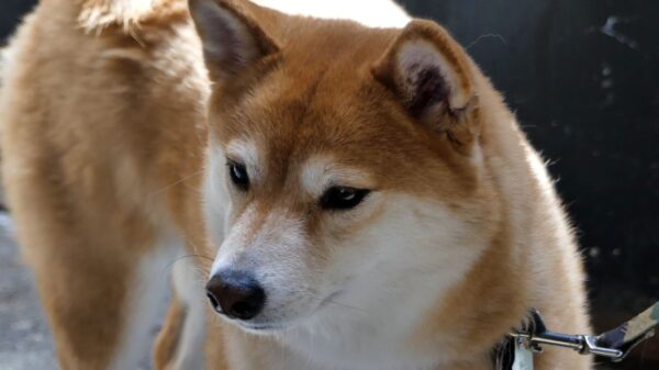 Shiba Inu Coin Price Jumps, Could Overtake Meme Cryptocurrency Dogecoin