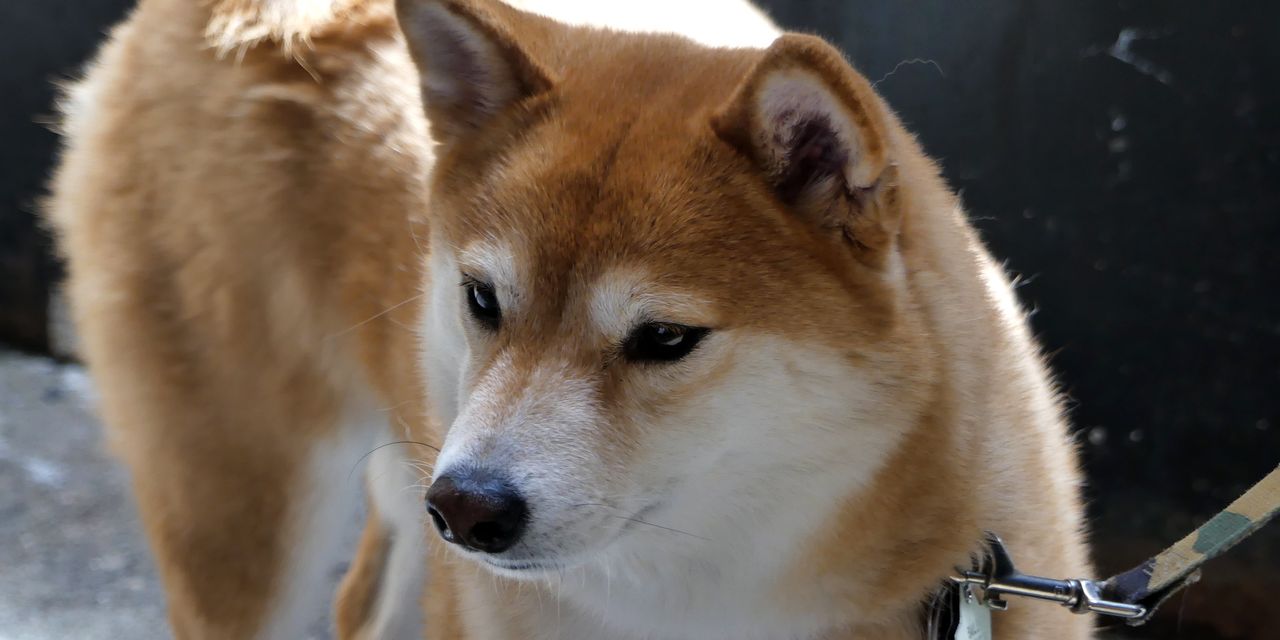 Shiba Inu Coin Price Jumps, Could Overtake Meme Cryptocurrency Dogecoin