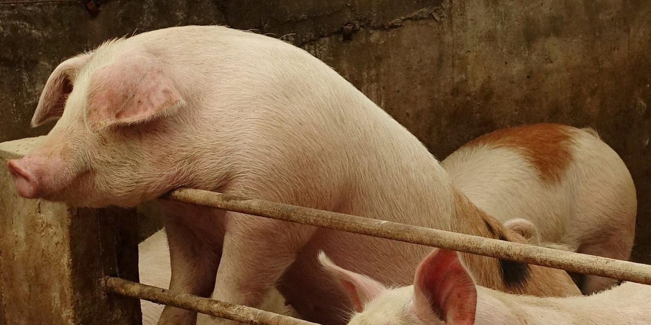 How to Tame China’s Wild Pork Price Cycle