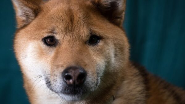 Shiba Inu Can Bite Its Owners