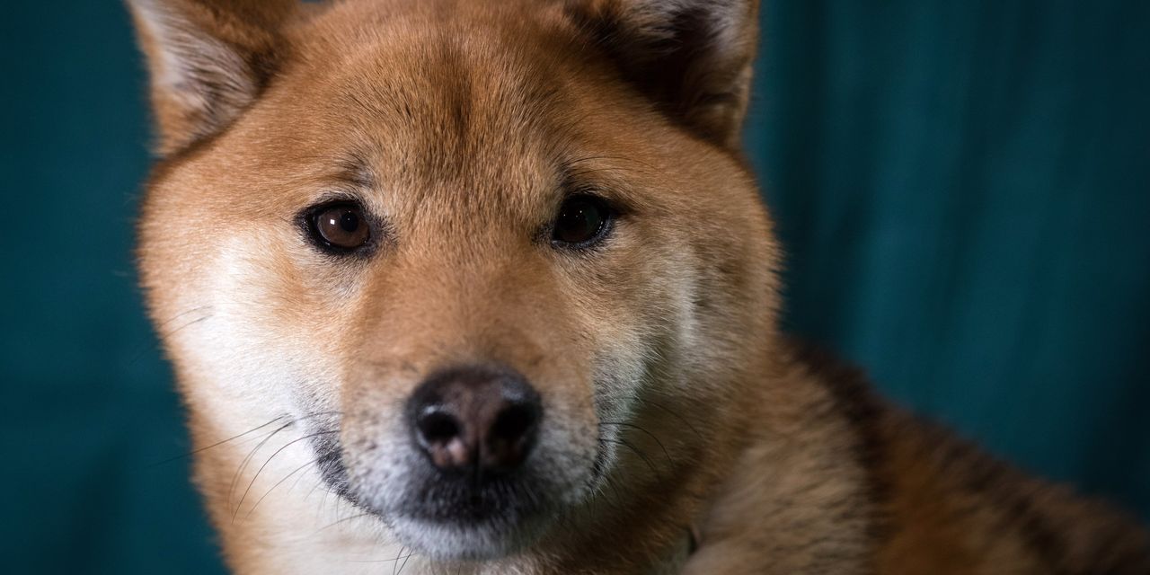 Shiba Inu Can Bite Its Owners