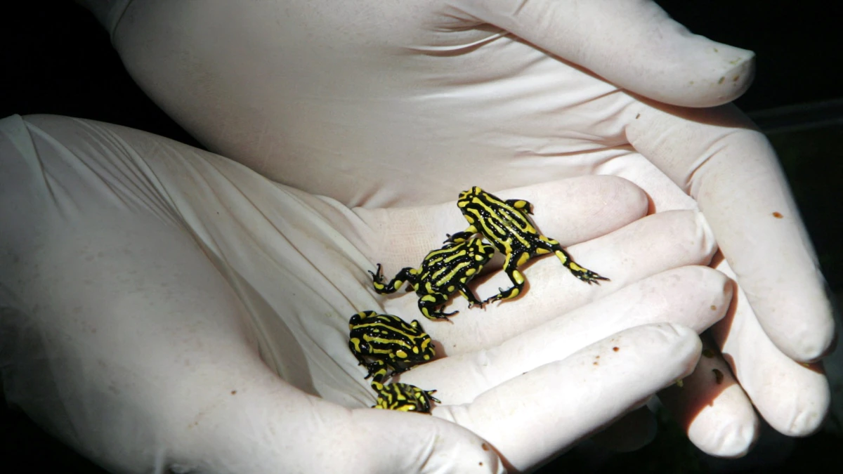 Australian Scientists Boost Climate Change Adaptability in Frogs