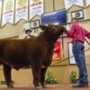 Volunteers needed for National Western Stock Show