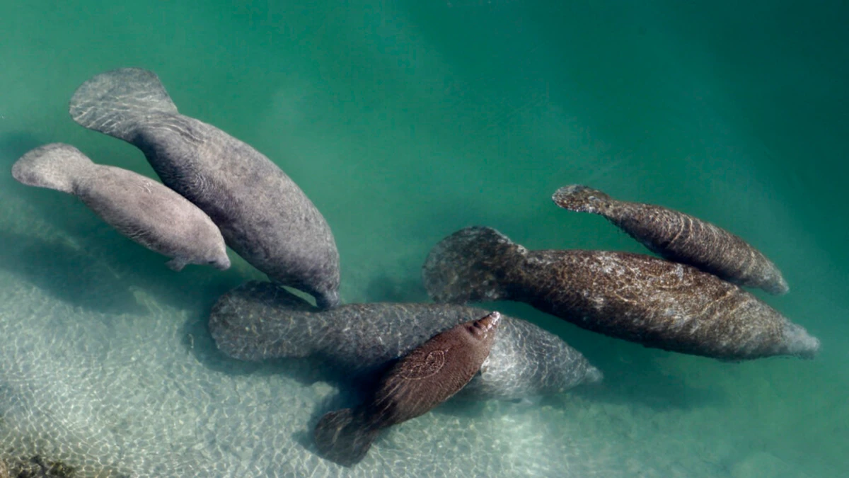 Florida Manatees Dying Off in Record Numbers