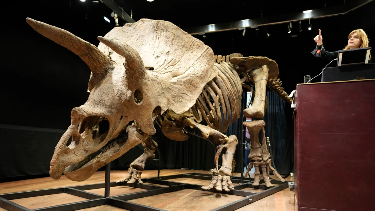 Largest Triceratops Skeleton Ever Found Sells for .7M 