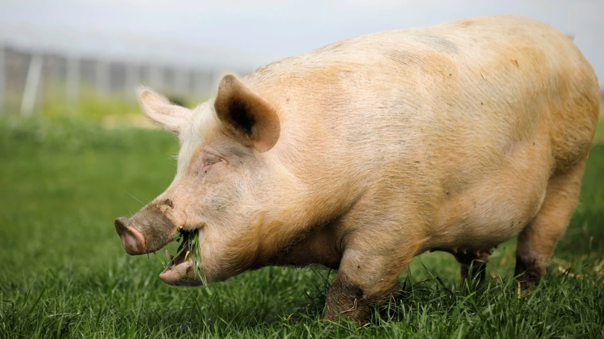 Pig-to-Human Transplants Come a Step Closer With New Test 