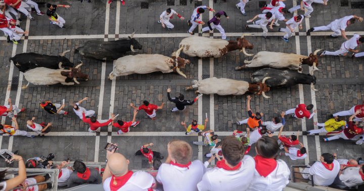 Man dead after being gored during a bull run festival in Spain – National