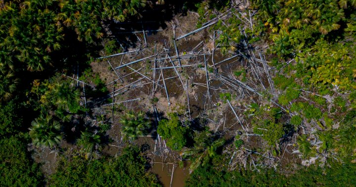 COP26: Canada joins more than 100 countries vowing to end deforestation – National