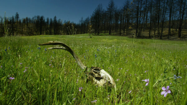 EXPLAINER: How wildfires impact wildlife, their habitat