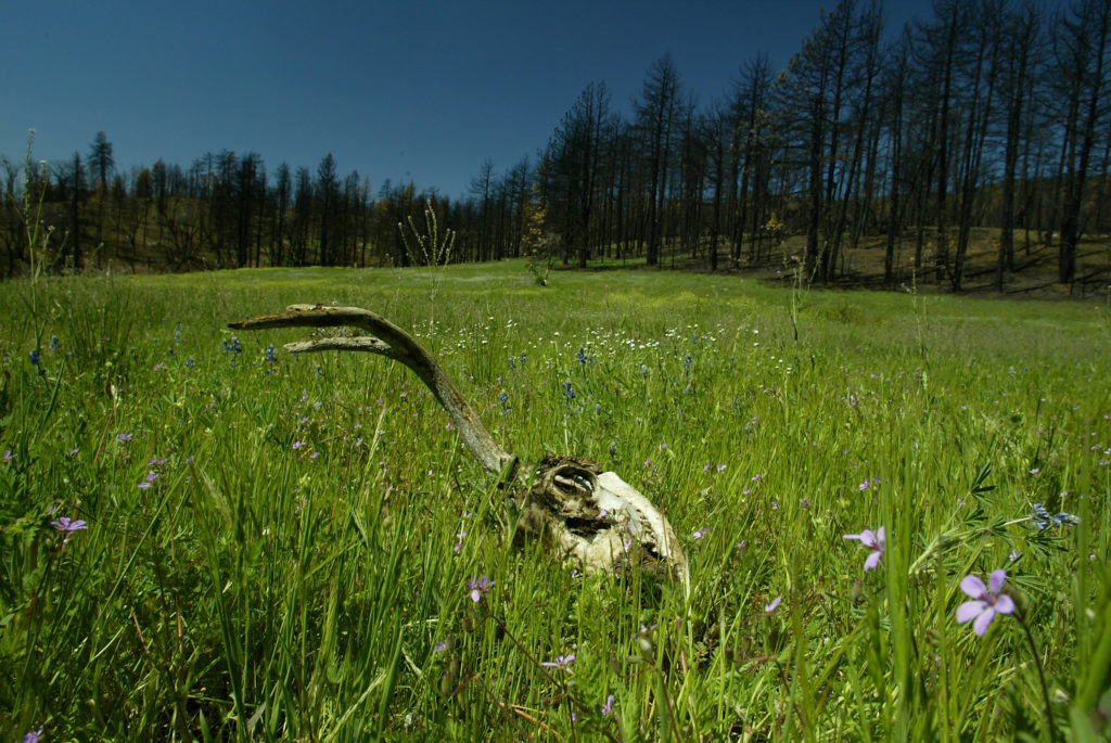 EXPLAINER: How wildfires impact wildlife, their habitat