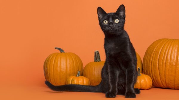 What to do to keep your pets safe and calm on Halloween