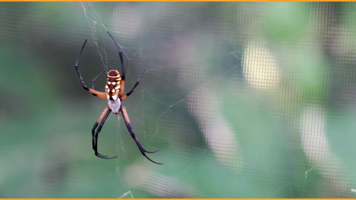 Butterfly Pavilion opens its exhibit with 50 orb-weaving spiders