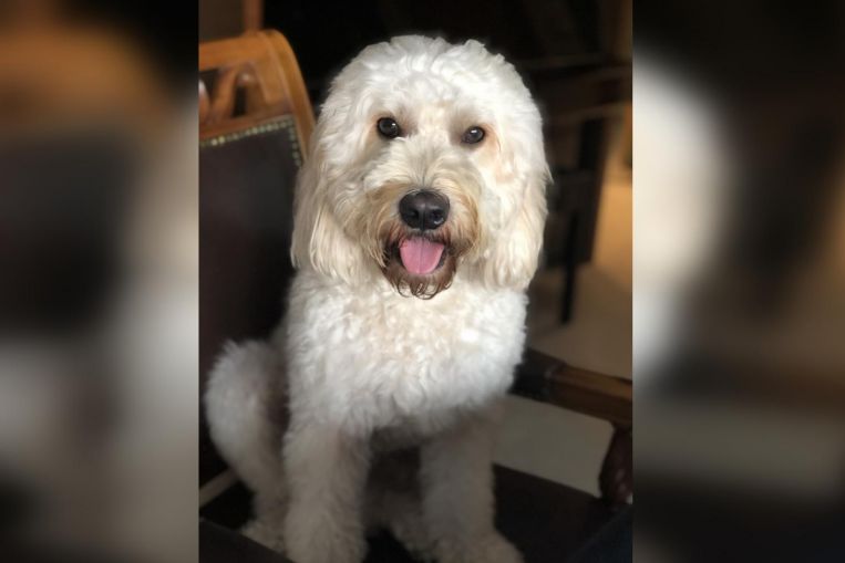 Ask The Vet: Cavapoo losing sleep during thunderstorms, how to check if dog is overweight, Home & Design News & Top Stories