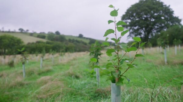 Britain invests in planting forests to fight climate change